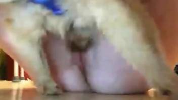 Naked woman lets the small dog to fuck her pussy