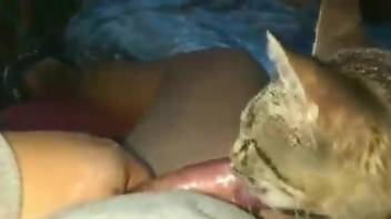 Cute kitty licking ALL over this dude's meaty cock