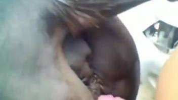 Dude sticks his dick inside a mare's moist hole