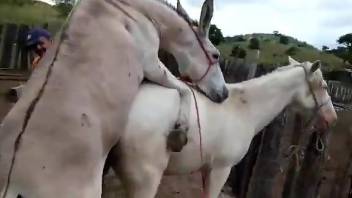 Two lustful animals fucking like crazy while outdoors