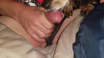 Crossdresser in sexy panties feeding his cock to a dog