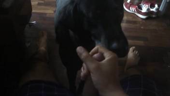 Dude jerking his cock in front of a dog to make it horny