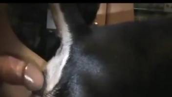 Dude guides his hard cock in the dog's tight hole