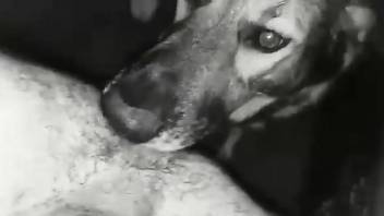 Horny dog licks man's ass and suits his desire for zoophilia