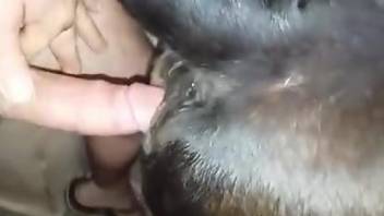 Hung dude fucking his dog's pussy while relaxing