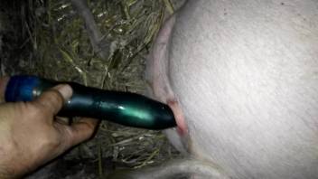 Man sticks toy cock in pig's warm vagina