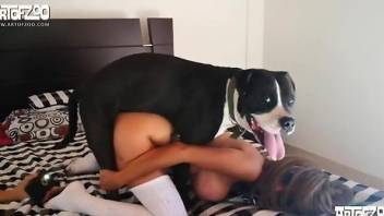 Latin beauties fuck the same dog in a 3some porno movie