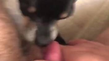 Sexy POVB oral with an even sexier black animal