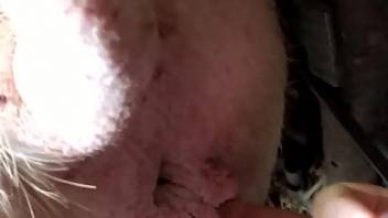 Nude male finger fucks farm animal's pussy and gets laid