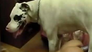 Masturbating blonde lets white dog fuck her twat