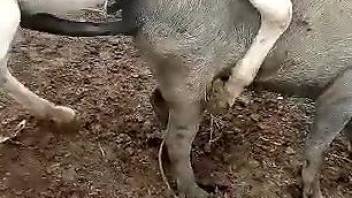 Sexy horse using its hard dick to penetrate a pig