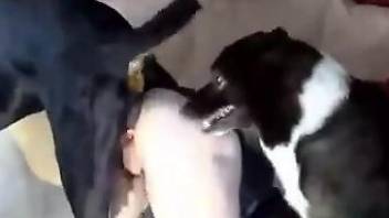 Good-looking lady enjoying two dog dicks at once