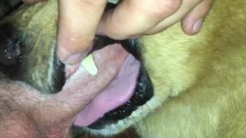 Horny man tries and throats his dog in a brutal manner