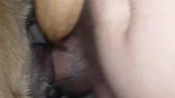 Chubby guy fucking a dog's narrow pussy from behind