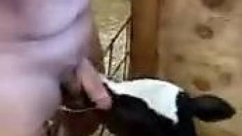 Cow licking a dude's dick in a twisted oral movie