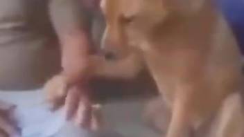 Guy sneakily rewards his brown dog with a nice handjob