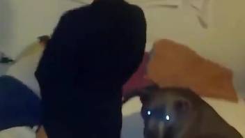 Dog with glowing eyes fucking a thick brunette hoe