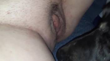 Peachy pussy of a zoophile licked by a dirty dog