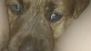 Blue-eyed doggo gets throated in POV in a hot vid