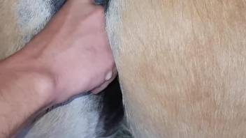 Man feels aroused when fingering the horse's cunt