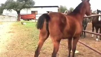 Hot mare spotlighting its wet pussy in a hot vid