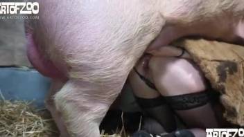 Pig cock punishing a woman's hot pussy from behind