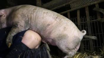 Pig fuck scene featuring a very sexy animal in HD
