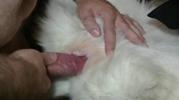 Dude's cock finds pleasure in a warm dog pussy