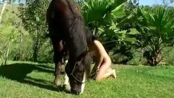 Dark-haired hottie worships a stallion's hard cock
