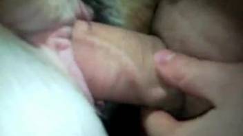 Mare's glorious pussy swallowing a huge human cock